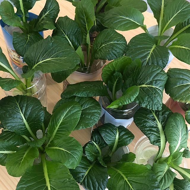 teapotさんの部屋