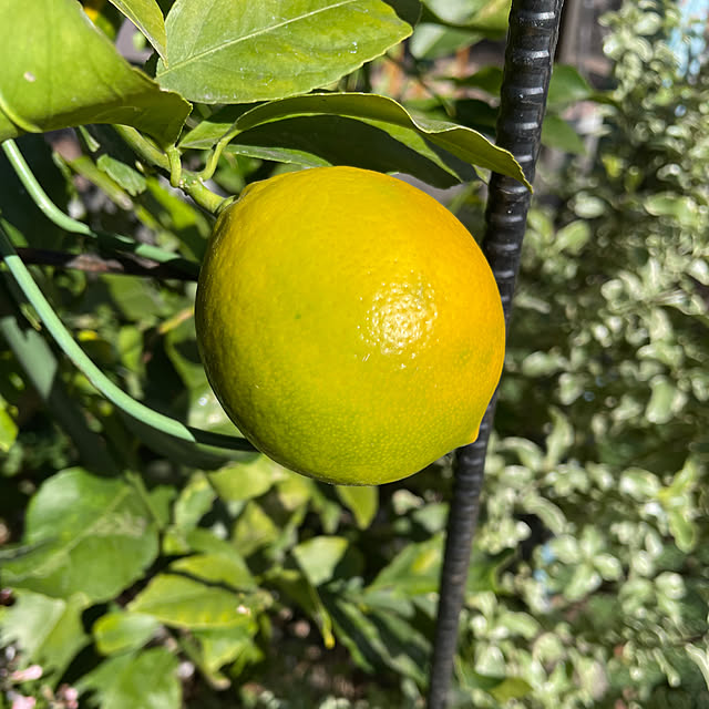 ronronさんの実例写真