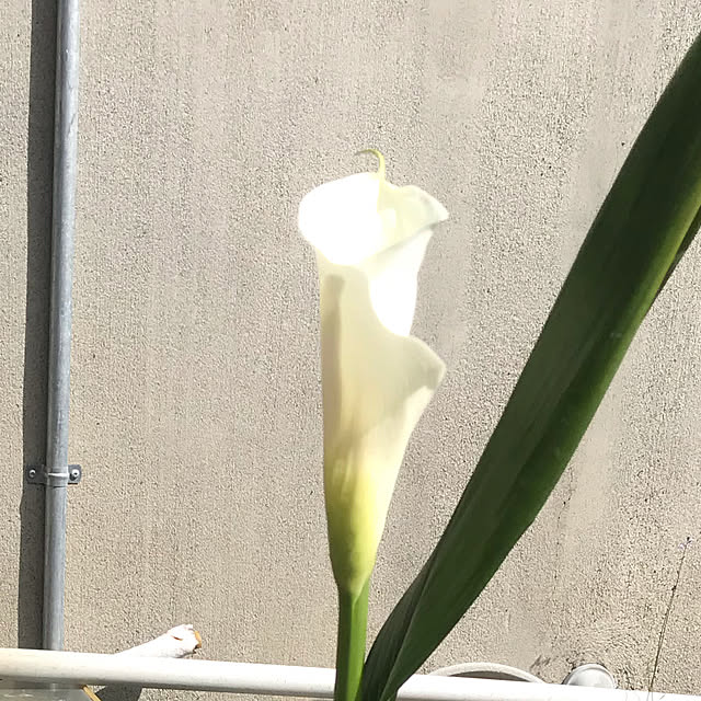 rocketyaさんの実例写真