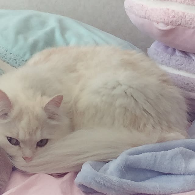 may0715さんの実例写真