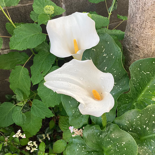mamaさんの部屋