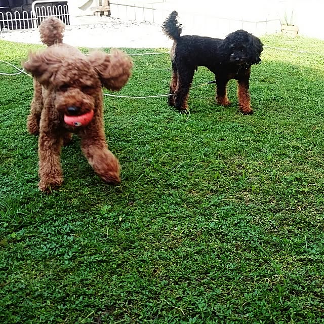 POOTAさんの実例写真