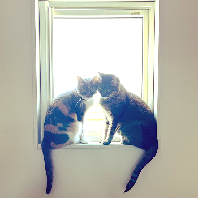 yoshibuさんの実例写真