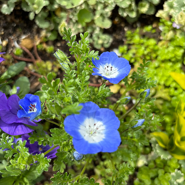 omasaさんの実例写真