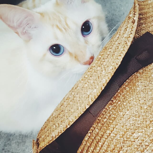 okameさんの実例写真