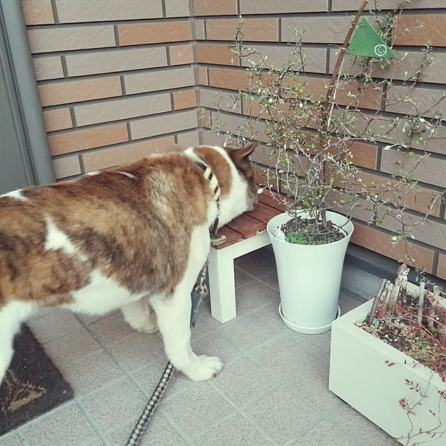 miiさんの実例写真