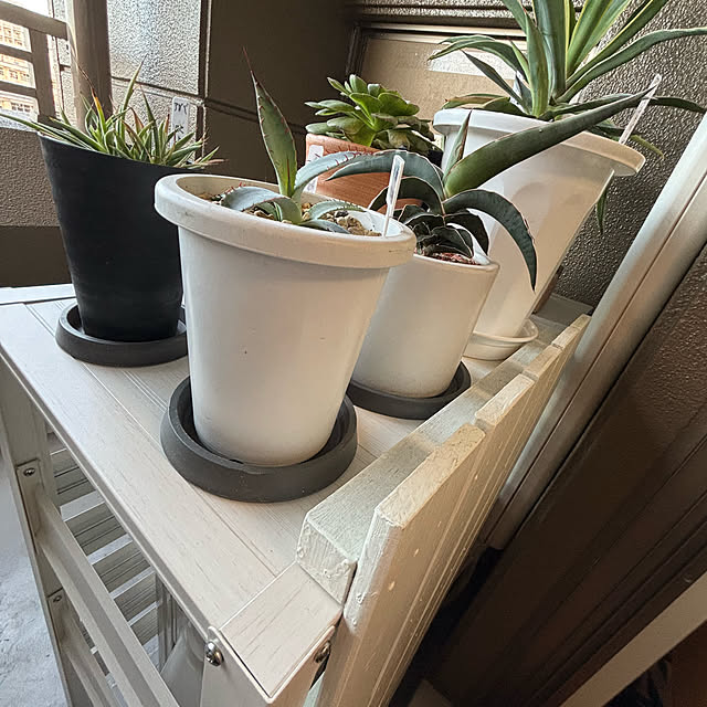 koshiregutyoさんの部屋