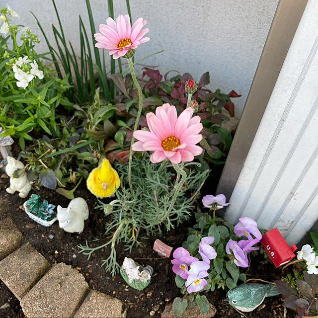 花のある暮らし/植物のある暮らし/おうち時間/一番好きな場所/ゆとりある暮らし...などのインテリア実例 - 2022-03-14 15:15:59