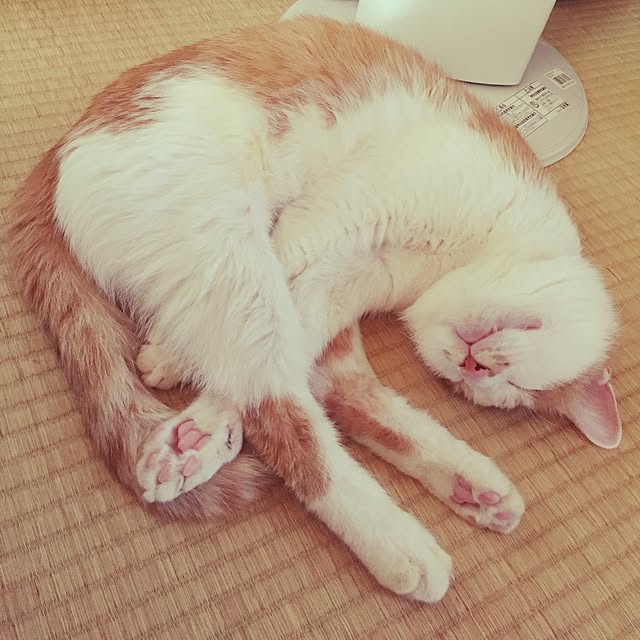 LEMONさんの実例写真