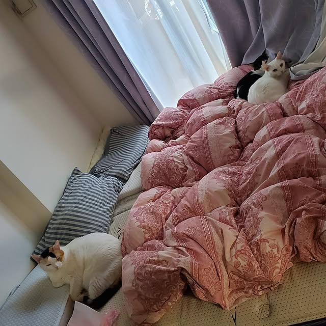 HOTARU.catさんの部屋