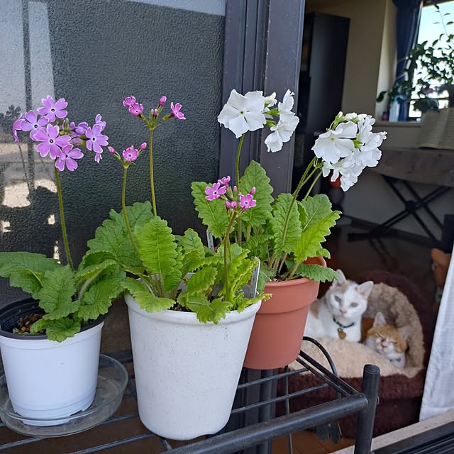 NOAHさんの実例写真