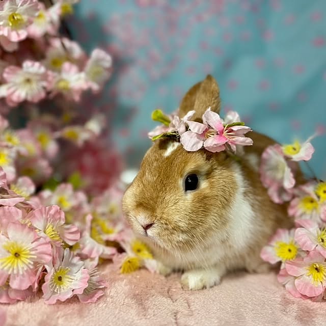 aiさんの部屋