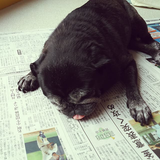 kuupugさんの実例写真