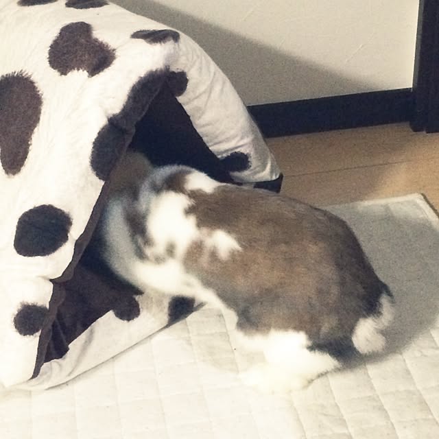 blurさんの実例写真
