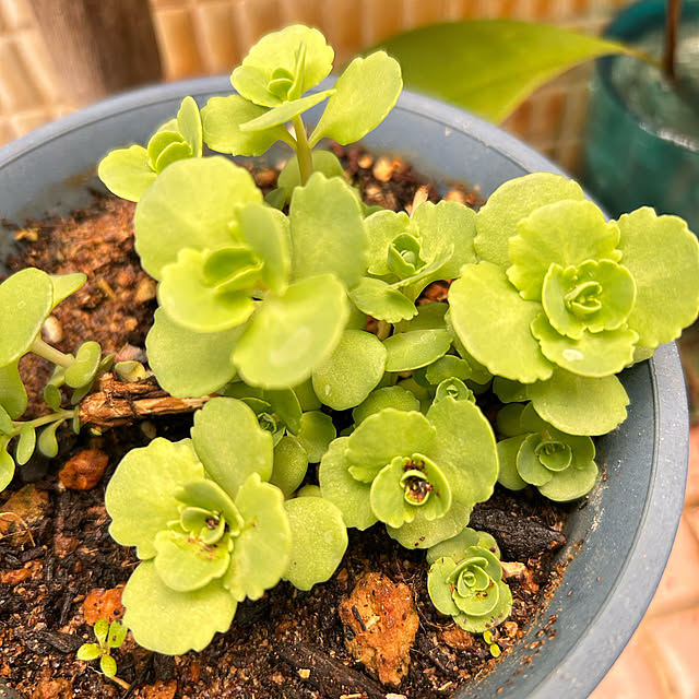 akaidarumaさんの部屋