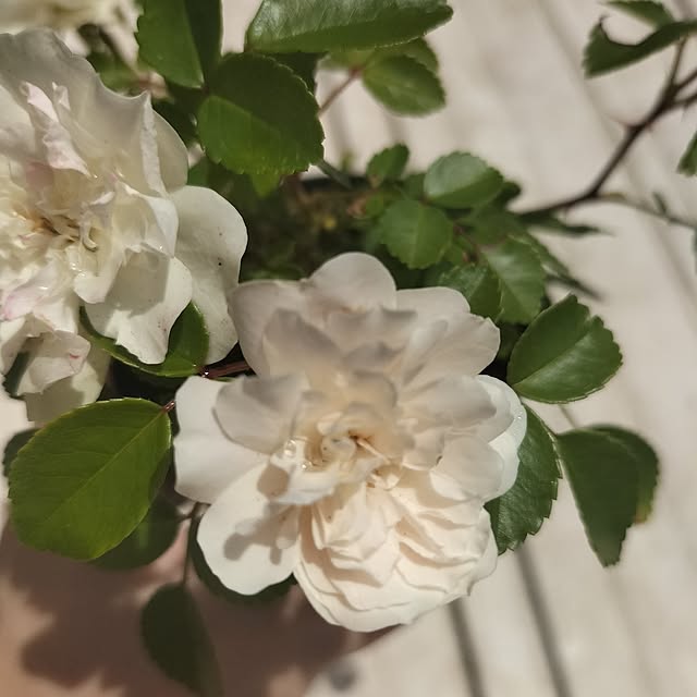 aoiroさんの部屋