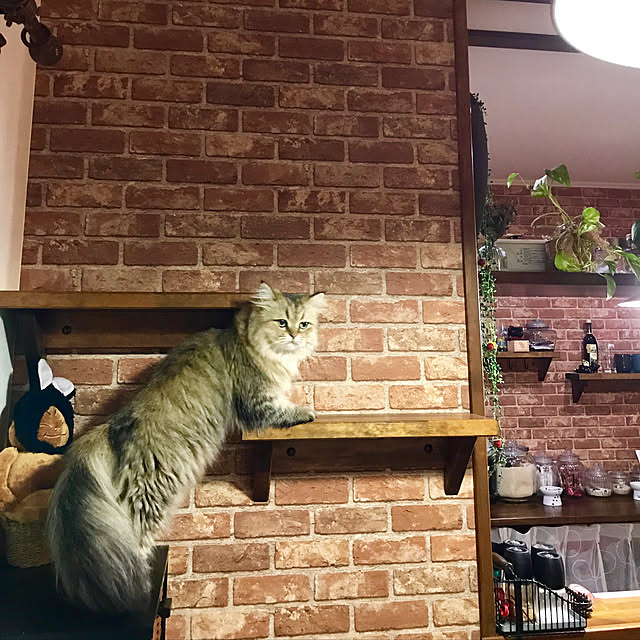 butachanさんの実例写真