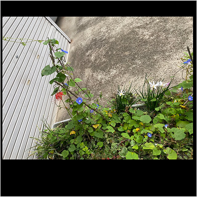 kimiさんの実例写真