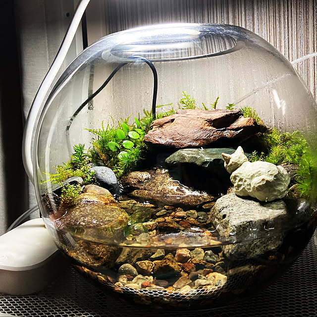 自然の中の飼育箱、苔テラリウム、アクアリウム いやらしい 自然の中の飼育箱、苔テラリウム、アクアリウム いやらしい
