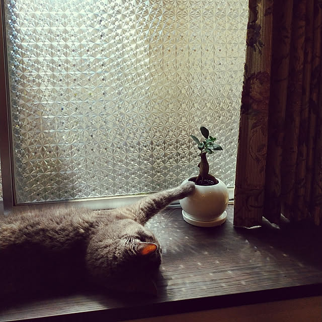 charlotteさんの実例写真