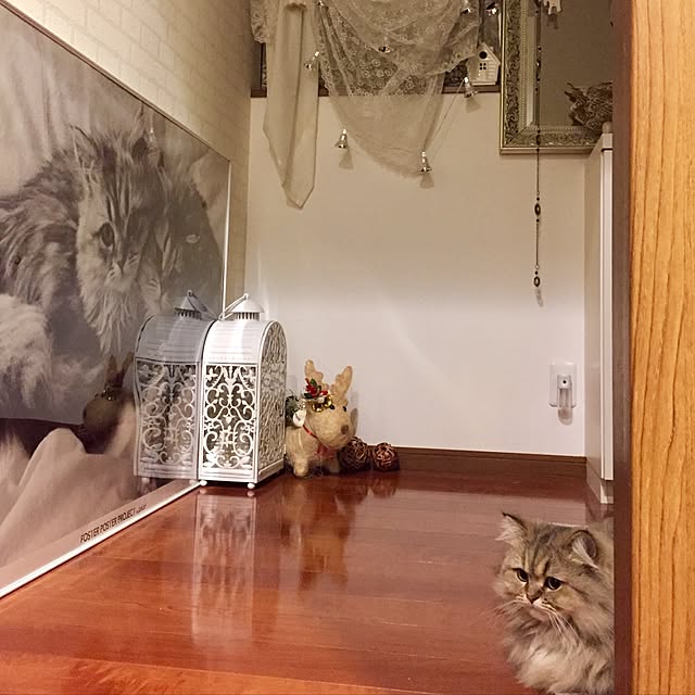 butachanさんの実例写真