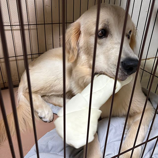 y.frvr.ks-lvyuiさんの実例写真