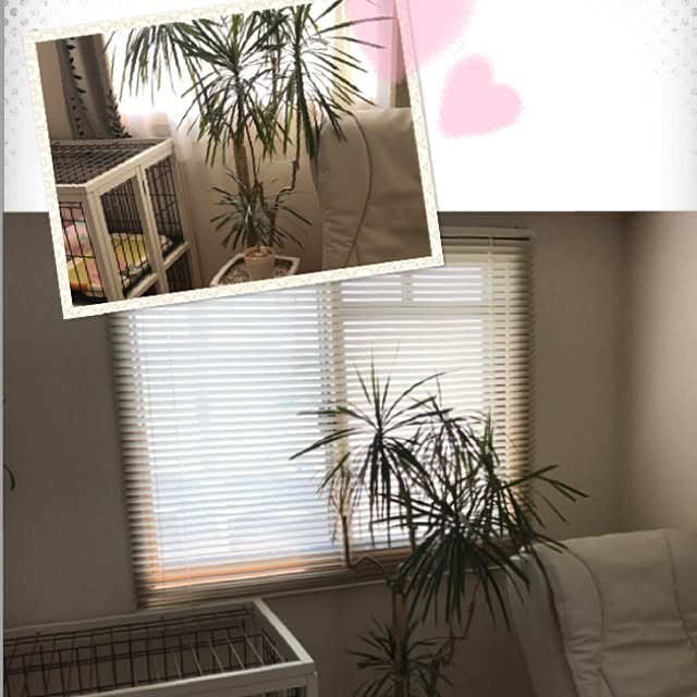 rosemaryさんの実例写真