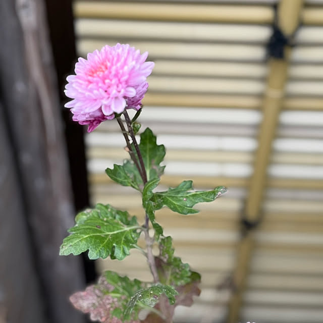 mamizaさんの部屋