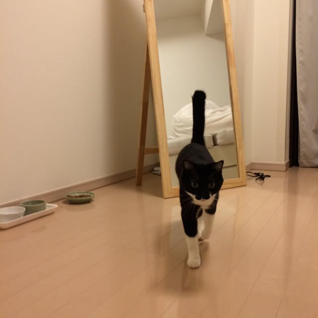 リビング/猫のいる暮らしのインテリア実例 - 2022-10-15 19:21:33