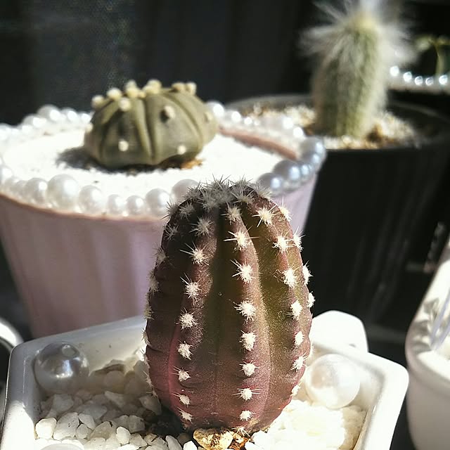 ...t_m_eee...さんの実例写真