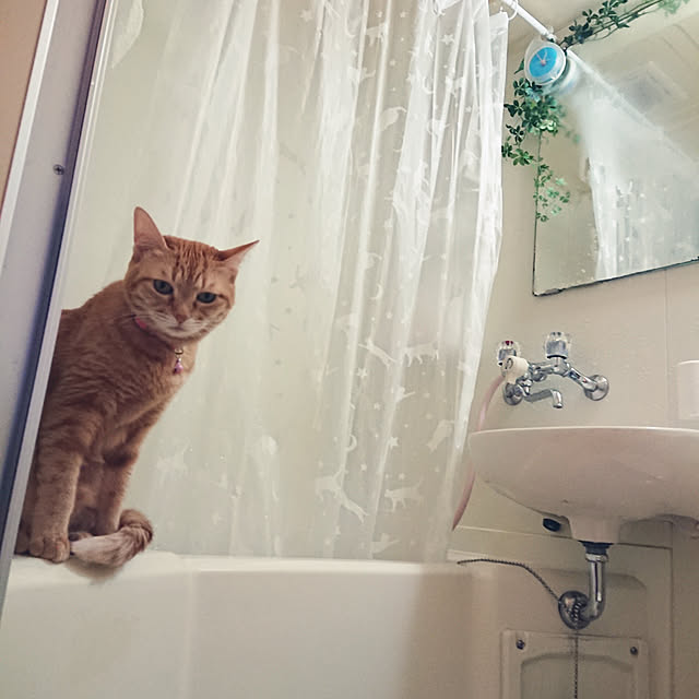 asuminさんの実例写真
