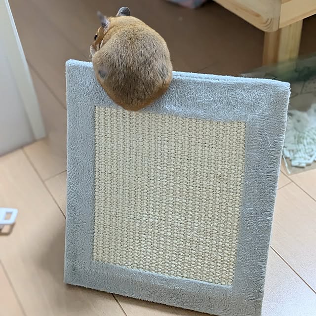 PEROさんの部屋