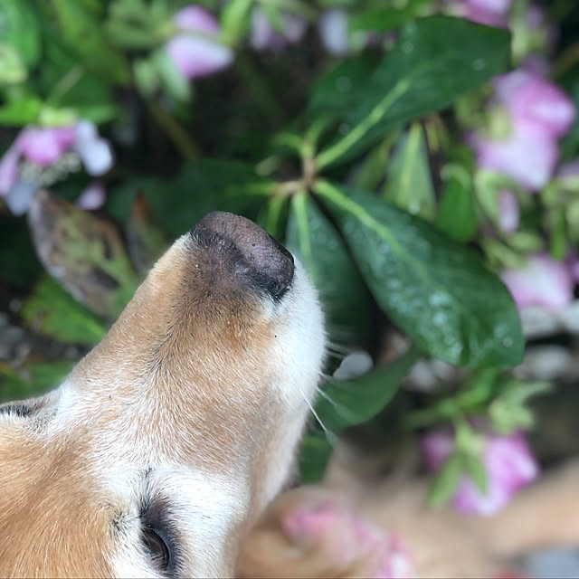 shinoさんの実例写真