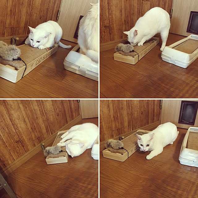Miechamさんの実例写真