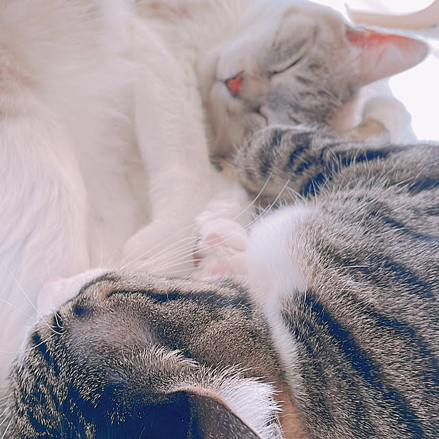 milkcocoaさんの部屋