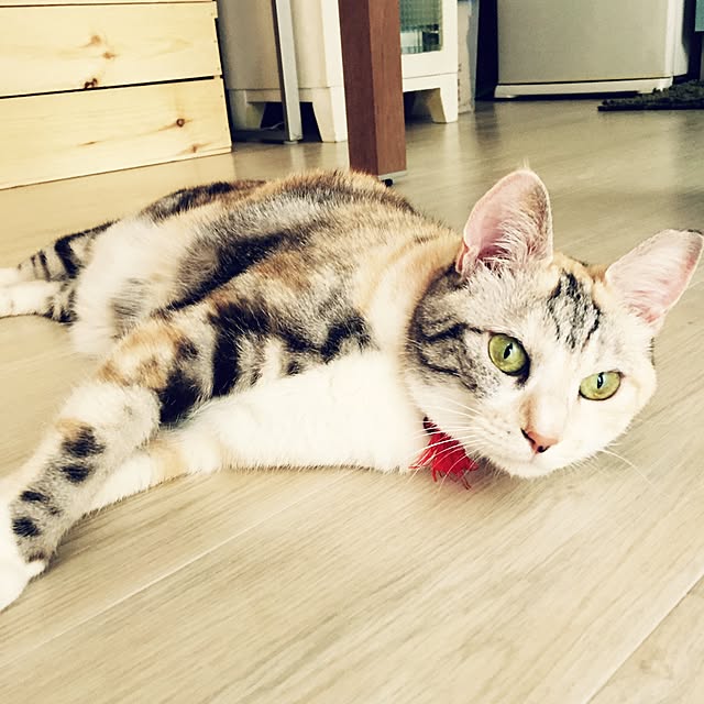 momijiさんの実例写真