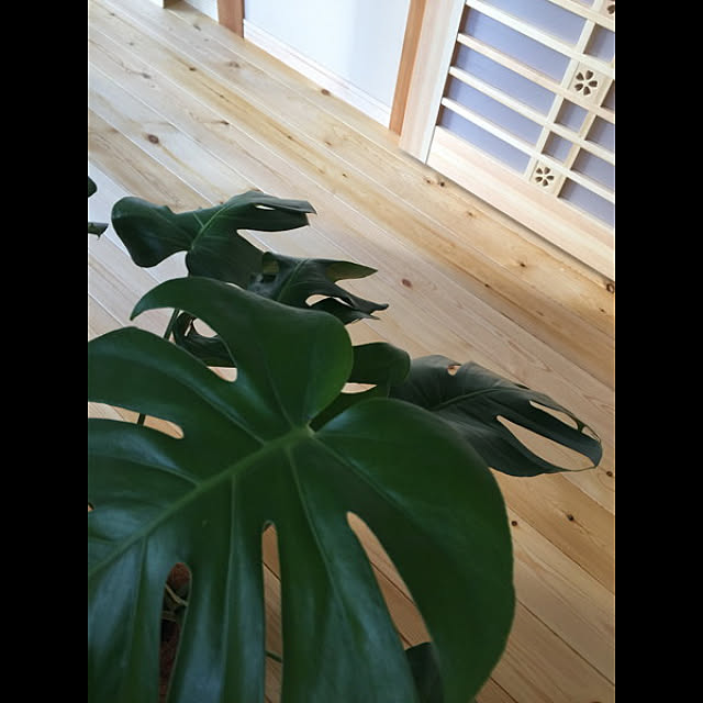 実例写真