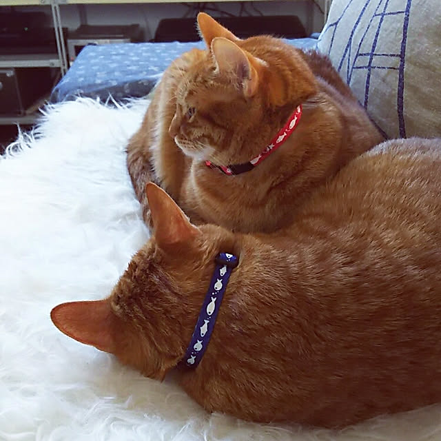 37さんの実例写真