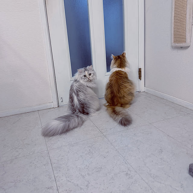 mya___kさんの実例写真