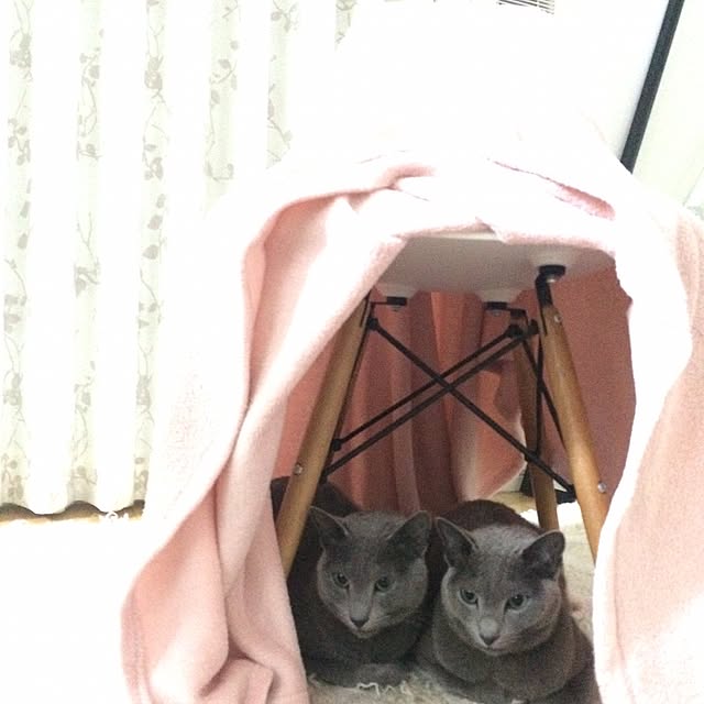 roshi3さんの実例写真