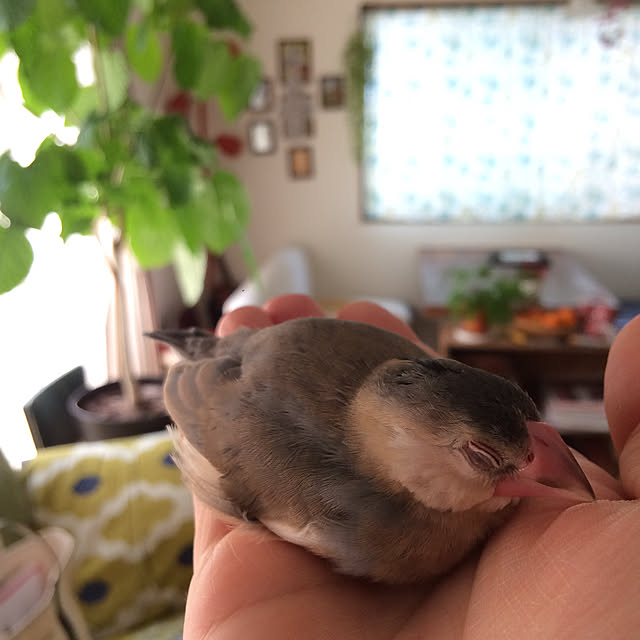 soramameさんの実例写真
