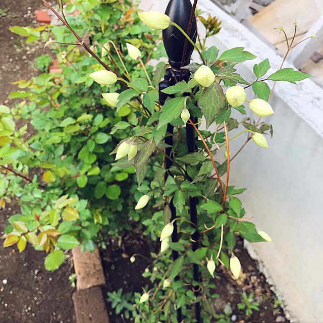 ayapanmanさんの実例写真