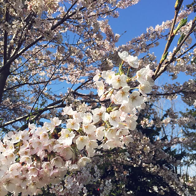 部屋全体/一人暮らし/RC北海道支部/フォロー&いいね ありがとうございます♡のインテリア実例 - 2016-04-24 16:09:18