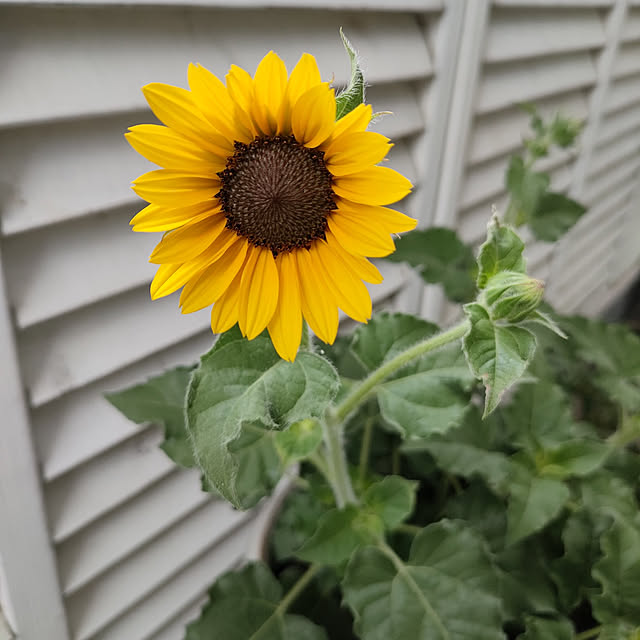 VERANDARJUNさんの実例写真