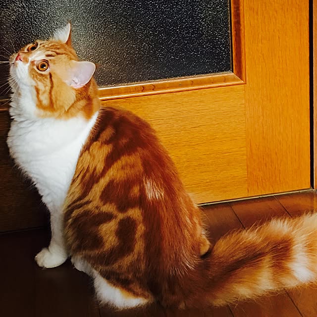 nomunomuさんの実例写真