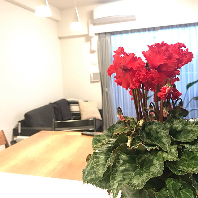 adelitaさんの実例写真