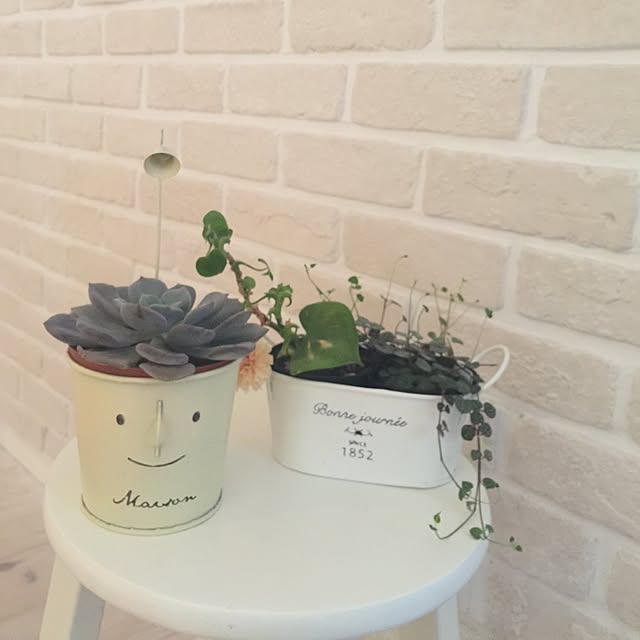リビング/多肉植物/観葉植物のインテリア実例 - 2015-11-19 15:21:18