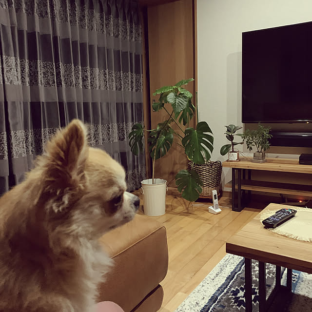 moko7ruiさんの実例写真