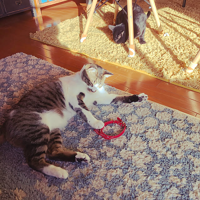 jijiさんの実例写真