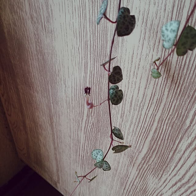 miporin0711さんの実例写真
